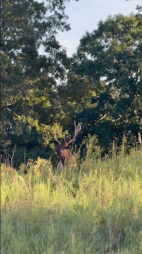 Land Between the Lakes National Recreation Area - Elk and Bison Prairie - 10/10/2025