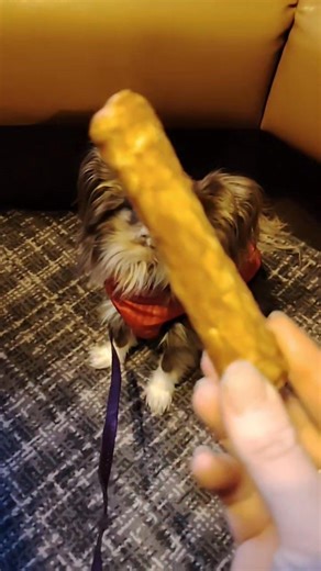 Eva enjoying one of our BRAND NEW COLLAGEN CHEWS!!! Small chicken flavour just 99p medium peanut butter flavour £1.49. Collagen is so beneficial for joints, skin and fur and these are low fat at just 3% whilst being really good for dental hygiene! 😍🐶 What's not to love?! 😍🐶 | Potty About Pets