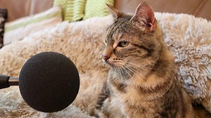 Listen to the cat with the loudest purr