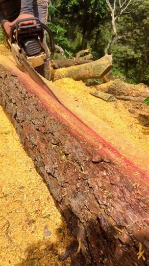 The process of splitting a tree trunk. #shorts