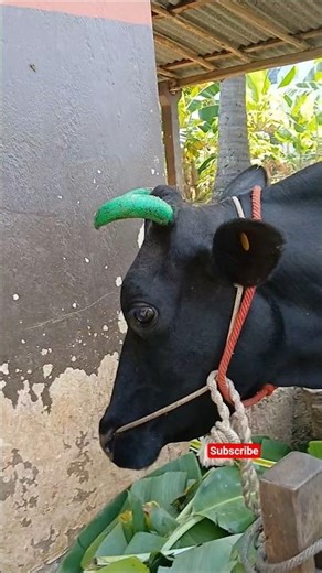 cow utter problem🐄farmer struggle & treatment ✅️ #agriculture #dairyfarming #treatment #villagelife