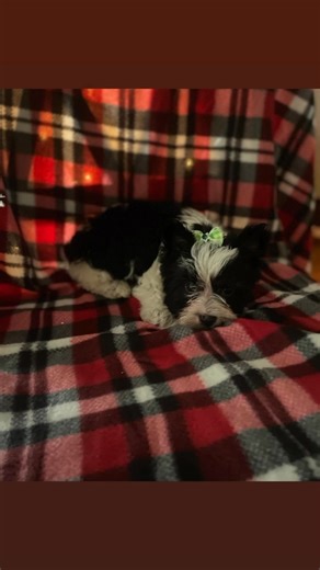 #AKC #Parti #yorkie | Southern Grace Yorkshire Terriers | Facebook