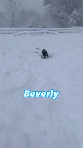 The dogs at Nevins had a blast in the snow today! Thank you so much to the staff and volunteers who braved the weather today to make sure our animals were well taken care of. Come adopt these cuties this week! You can read more about them on our website mspca.org/adoptadog. Open hours at Nevins are 12-3 Tuesday-Sunday. The dog rooms are closed to the public to walk through but ask our staff about dogs and they can introduce you 1:1! | MSPCA-Angell