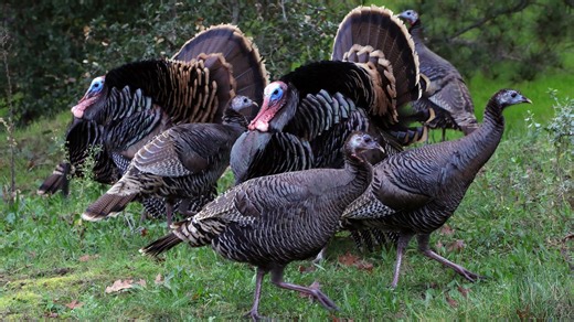 Mississippi turkey hunting: Mandatory tagging, season change approved by MDWFP commission