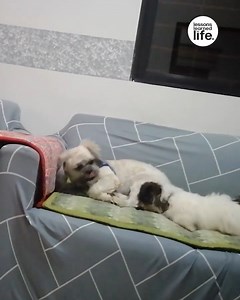 160K views · 2.1K reactions | She just wanted to snuggle up to her brother! 凉 | Lessons Learned In Life | Facebook