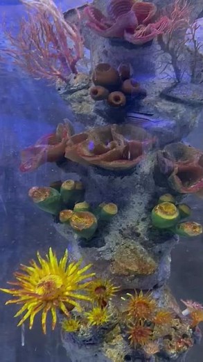 Stunning Underwater Coral World | Colorful Reef Creatures in Crystal Clear Aquarium View