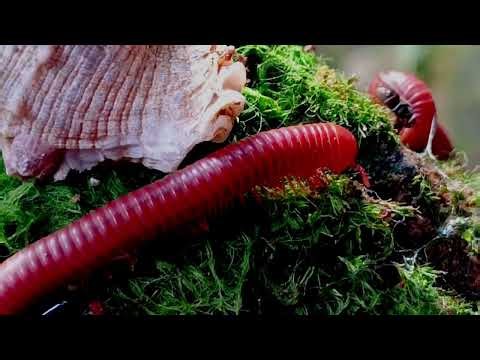 The Most Satisfying Walk in Nature (Giant Millipede ASMR)
