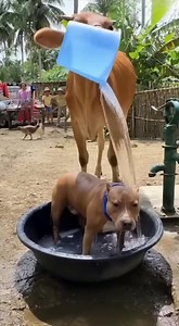 Tarunga ug ligo si Bokeh baka.. pass sa ta sa shaa nga content ky basig ma hashtag pdea napod ta sa comsec😆🤣 #hilightseveryonefollowers | Panilag John