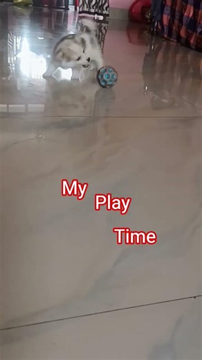 my play time ,my runtime🐶#doglife #playful #mytoysworld