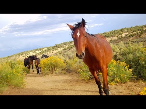 Loki’s Growing Band Sept 11 2025