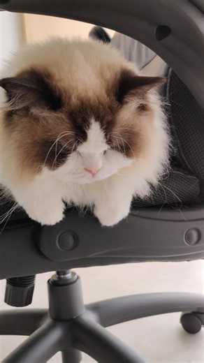目つき悪メル🐼 #shorts #猫 #ラグドール #甘えん坊猫 #猫のいる暮らし #ragdoll