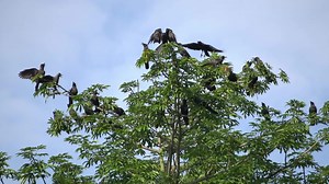 Slow motion crows fly at the top of tree.