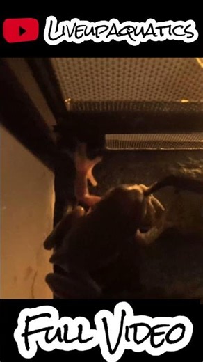 Monster Sized Dumpy Tree Frogs in One Tank #frogs #aquarium #treefrog