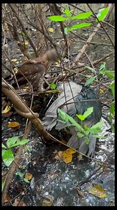 1.8M views · 10K reactions | Birds natural life, Review birds nest #birdnest #birdlovers #babybird #relax #birdsofinstagram #reviewbirdnest #birdsounds #littlebird #bird #nature #babybird #naturelover #motherbird #birdlife #wildlife #viralvideo #birdphotography #birdwatching #holidays | Jack Manning | Facebook