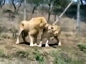 Animal Planet | Discovery Channel | Wild Life Documentary 2015 | National Geographic Wildl