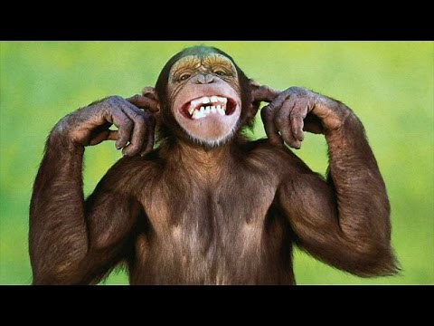 Funny monkeys – Cute and funny monkey compilation