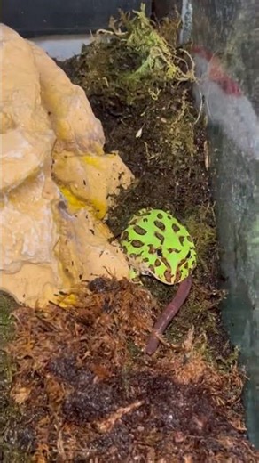 Pacman frog devours worm #frog #reptiles #pacmanfrog #animals #cute #shorts #shortsfeed