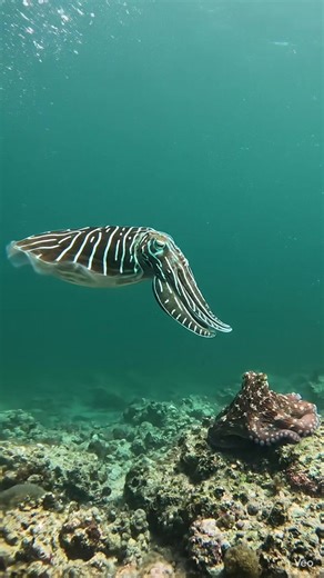 Cuttlefish attacks octopus!