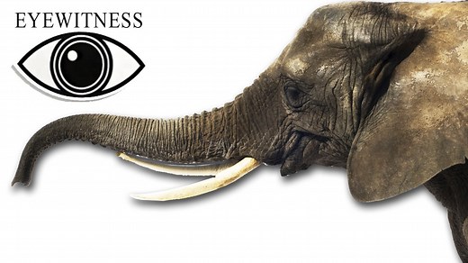 EYEWITNESS | Elephant