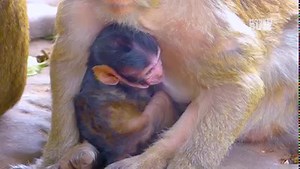 Cry.. Cry very hungry milk... Pitiful baby monkey Branda crying tantrum hungry milk, Brinn can't sleep trying to nurse Branda | Monkeys Buzz