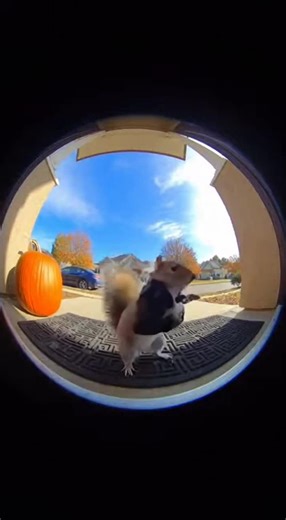 Squirrel's Dance Moves: An Adorable Performance