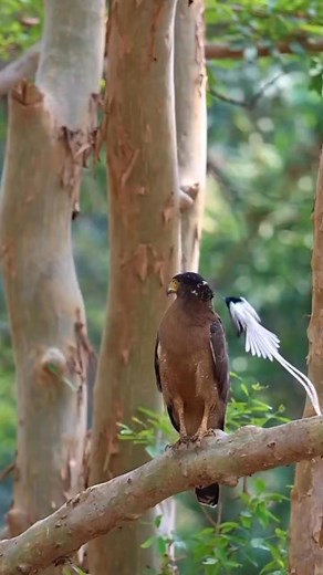 74 reactions | THORAT TIGER FARM STAY at TADOBA 1800 per person per night with all meals 8668988112 | Tigers Farm | Facebook