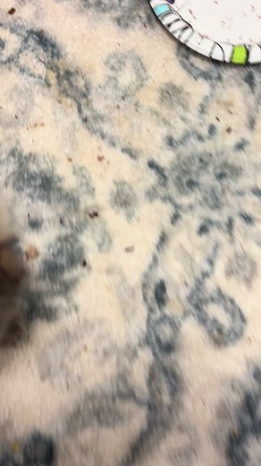 TikTok · Highlander kittens