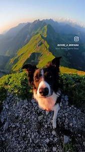 Musino ad alta quota 🐶 | Vivere La Montagna