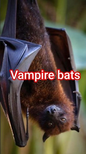 Vampire Bats: The Blood Drinkers