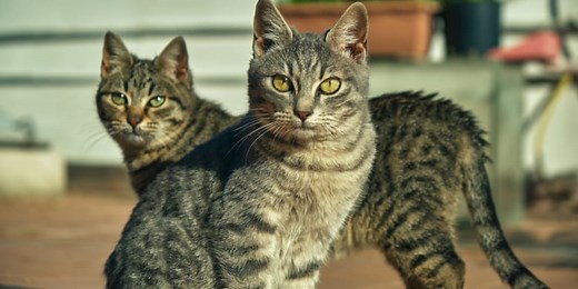 Quelle est la différence entre un chat de gouttière et un Européen ?