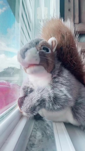 Understanding Squirrel Behavior in the Wild