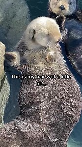 Did you know sea otter fur actually always keeps them dry??? #seaotter #otter #fur #wetwet #fyp #funnyanimals | KPassionate