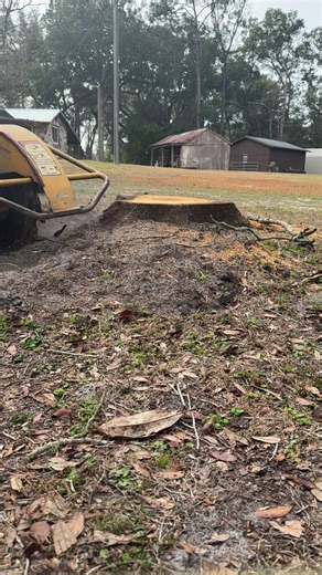 Professional Tree Service for Stump Grinding in FL