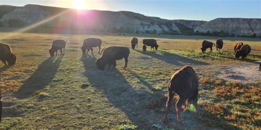 Theodore Roosevelt National Park to corral 700 bison, send 400 to tribal nations