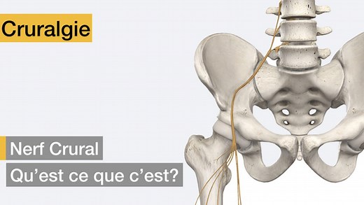 Cruralgie - Qu'est ce que le nerf crural et quel est son trajet ? - Dos et Posture