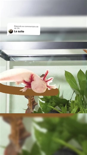 J’ai transformé la maison d’un axolotl — Réponse à @AL.3X (Ép.5)