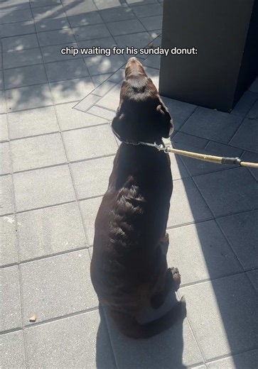 Funny Labrador Retriever Chip Waits for Donut