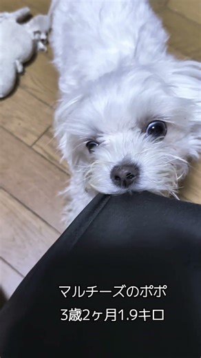 【マルチーズ3歳2ヶ月1.9キロのポポ】ひっぱりっこポポ #マルチーズ #マルチーズのポポ #3歳 #maltese #dog #いぬのきもち #犬かわいい #犬のいる暮らし #愛情