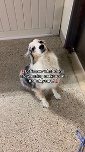 Let’s see what dogs are wearing makeup at dog daycare! • • #dogdaycare #dogs | Bryan Tabler