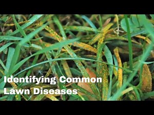 Identifying Common Diseases in Your Lawn