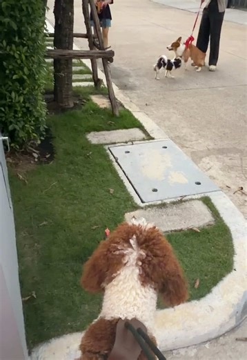 ขอเล่นด้วยด้ายยมายยยย🥰🐶❤️ #ลูกหมา #หมาน่ารัก #สัตว์เลี้ยง #พุดเดิ้ล #คอกี้