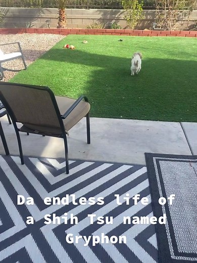Meet Gryphon: The Endlessly Lovable Shih Tsu