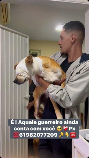 A very sweet, very kind, friendly dog ​​undergoing treatment 🔑🆘61982077209