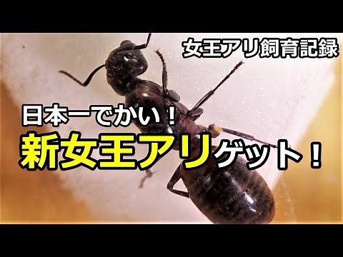 日本一でかい新女王アリ 飼育記録 卵を産んでくれ！