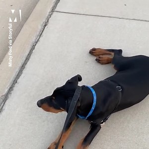 8.9K views · 121 reactions | A family has been sharing footage of their narcoleptic dog Ruach, who collapses into a snooze any time things get too exciting. It certainly makes for interesting walkies...  | Metro | Facebook