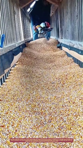 Kornströme lenken: Wie ein Bauer mit Maschine den Erntefluss kontrolliert