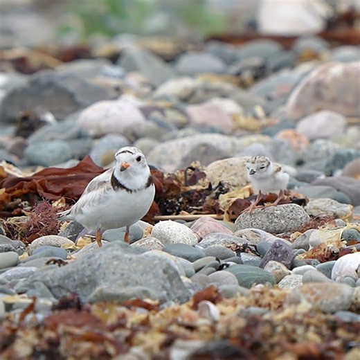 Piping Plover Chicks Growing Up Fast and Moves Fast