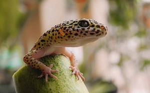 Leopard Gecko Lifespan: How Long Do Leopard Geckos Live?