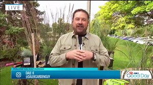 Tips for ornamental grasses