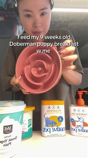 Apollos breakfast day 2, I’m sleep deprived 🫩 #dobermanpuppy #puppytiktok #doberman #dogmom